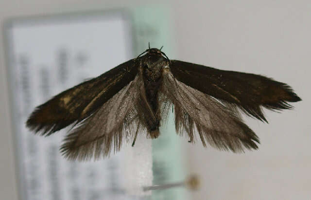 Image of flower moths