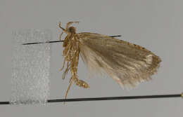 Image of Agonopterix heracliana Linnaeus 1758