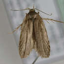 Image of <i>Agonopterix senecionis</i>