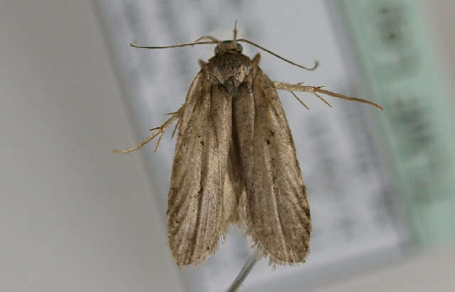 Image of <i>Agonopterix senecionis</i>