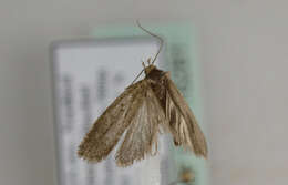 Image of <i>Agonopterix senecionis</i>