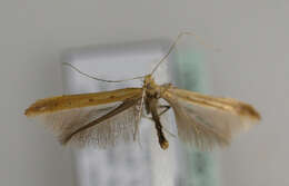 Image of Caloptilia betulicola (M. Hering 1928)