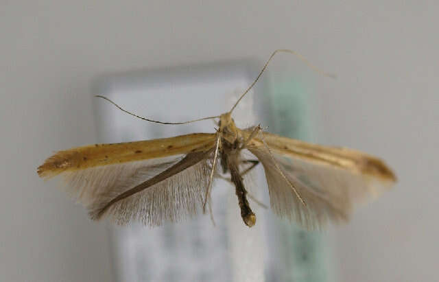 Image of Caloptilia betulicola (M. Hering 1928)