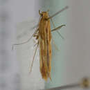 Image of Caloptilia fribergensis (Fritzsche 1871)