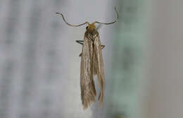 Image of Argyresthia glabratella Zeller 1847