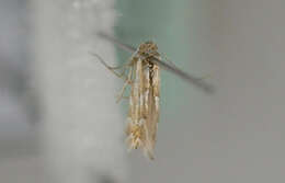 Image of Beech Midge