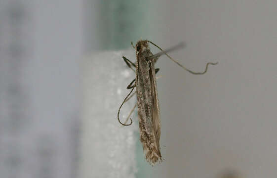 Image of Hazel Slender