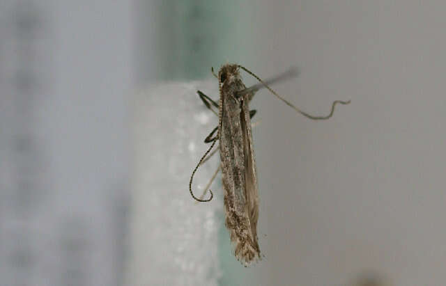 Image of Hazel Slender
