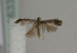 Image of Hawthorn Slender