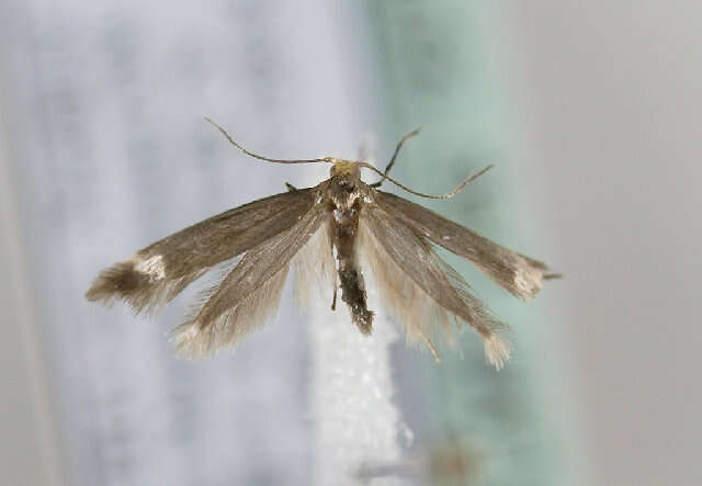 Image of Argyresthia glabratella Zeller 1847