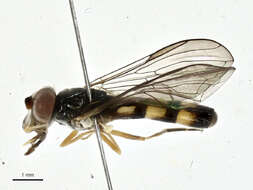 Image of Pelecocera