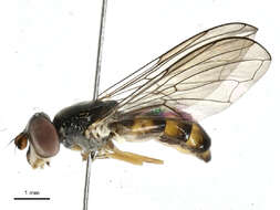 Image of Pelecocera