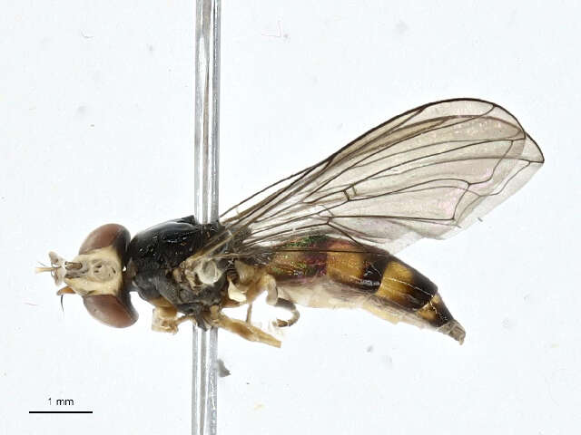 Image of Pelecocera