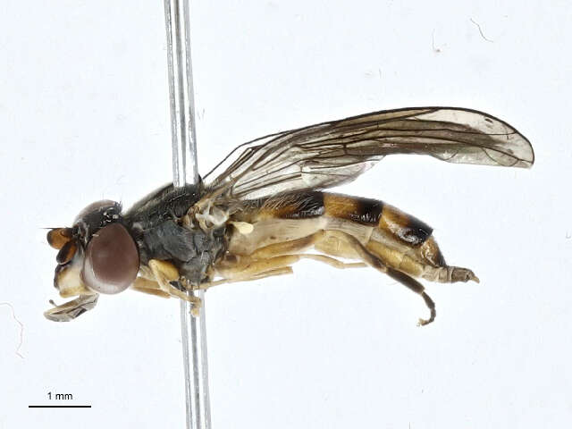 Image of Pelecocera