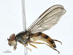 Image of Pelecocera