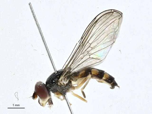 Image of Pelecocera