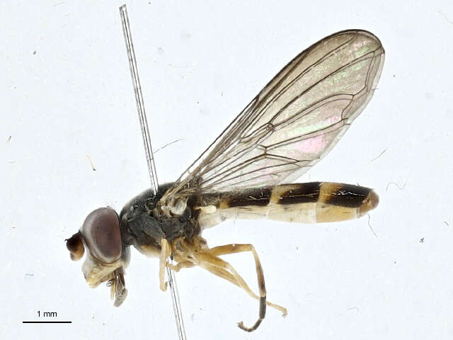 Image of Pelecocera