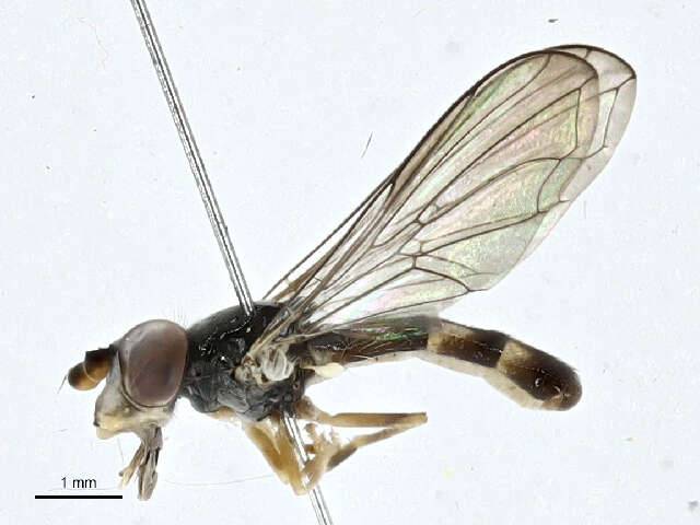 Image of Pelecocera