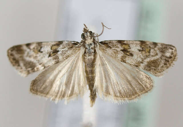 Image of Scoparia pyralella Hübner 1796