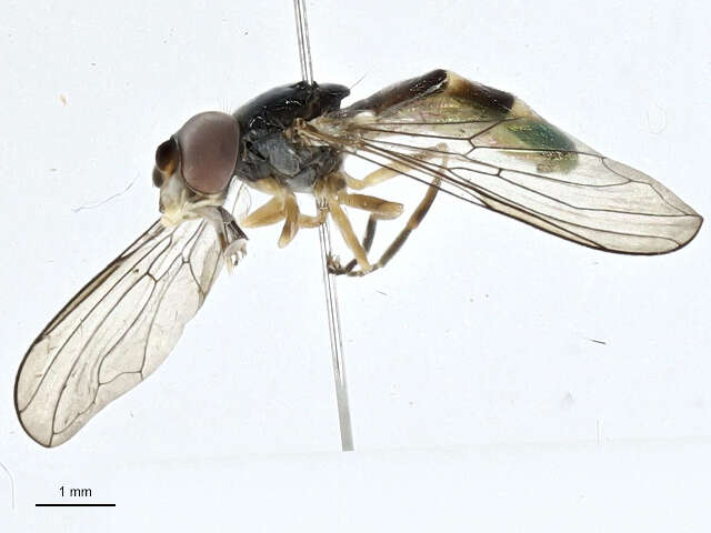 Image of Pelecocera