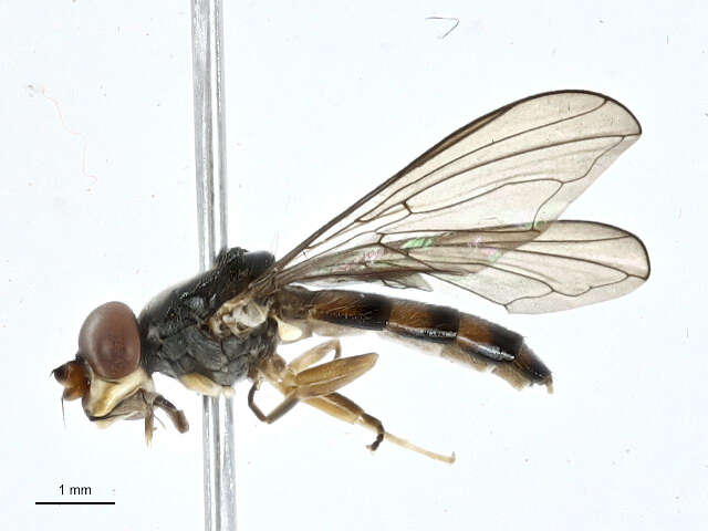 Image of Pelecocera