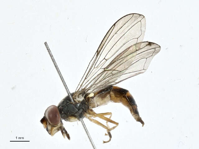 Image of Pelecocera