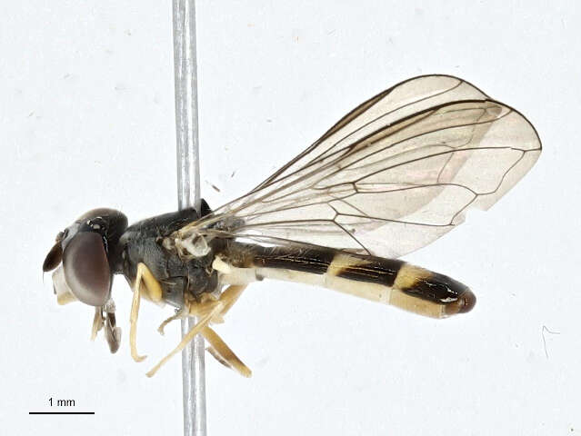 Image of Pelecocera