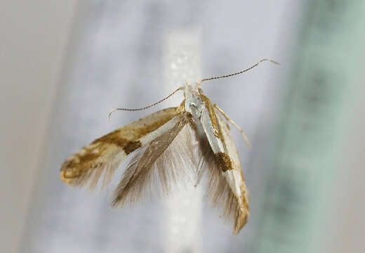 Imagem de Argyresthia pruniella Clerck 1759