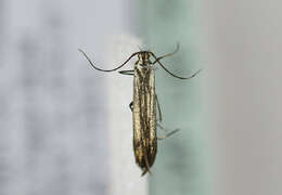 Image of <i>Coleophora alcyonipennella</i>