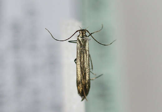 Image of <i>Coleophora alcyonipennella</i>