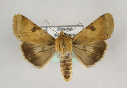 Image of <i>Heliothis peltigera</i>