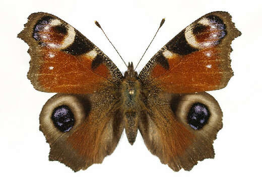 Image of Aglais io