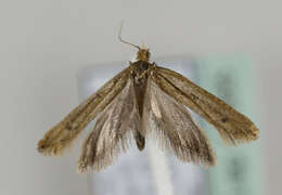 صورة <i>Ypsolopha ustella</i>