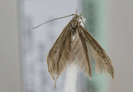 Image of Coleophora directella Zeller 1849