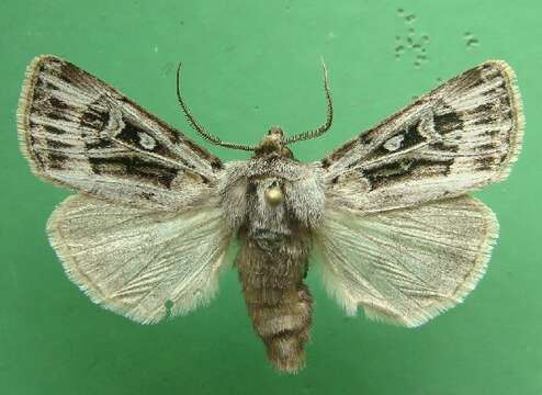 Image of Agrotis fatidica Hübner 1824