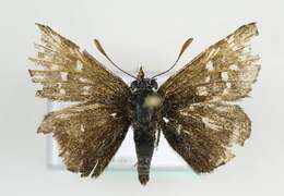 Image of Alpine Grizzled Skipper