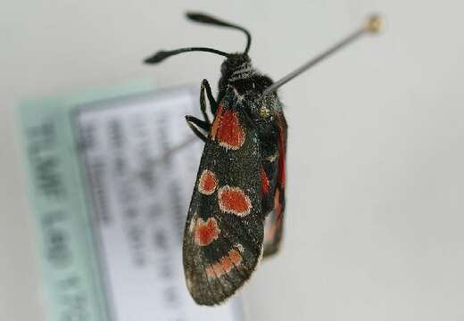 Image of Zygaena carniolica Scopoli 1763