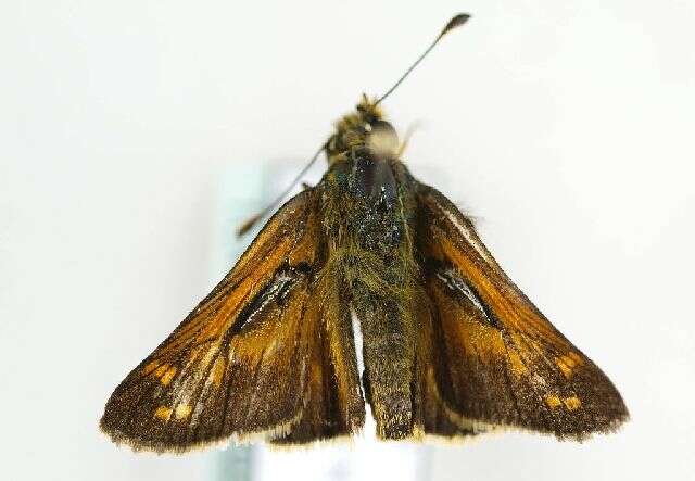 Image of Common Branded Skipper