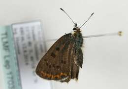 Image of <i>Lycaena tityrus</i>