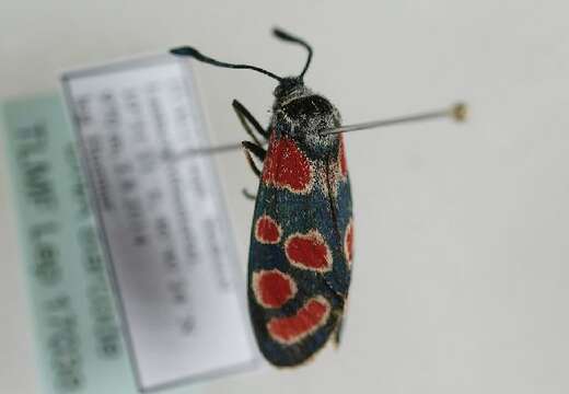 Image of Zygaena carniolica Scopoli 1763