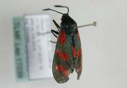 Image of six-spot burnet