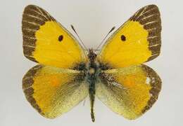 Image of clouded yellow