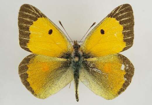 Image of clouded yellow