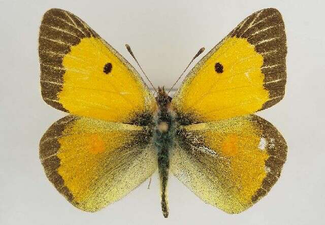 Image of clouded yellow