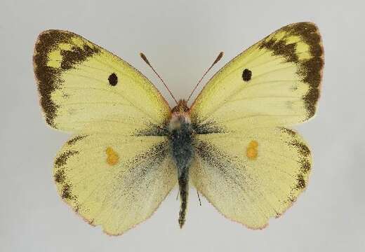 Image of bergers clouded yellow