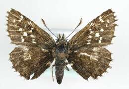 Image of Alpine Grizzled Skipper