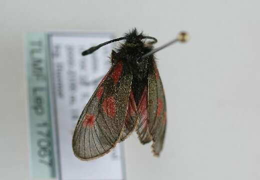 Image of Zygaena exulans Reiner & Hohenwarth 1792