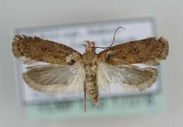 Sivun Agonopterix alpigena Frey 1870 kuva