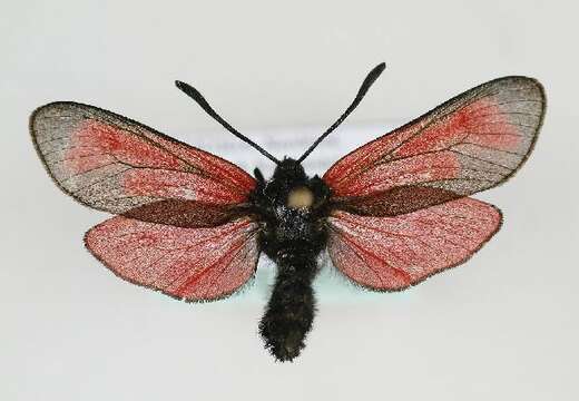 Image of Zygaena purpuralis Brünnich 1763