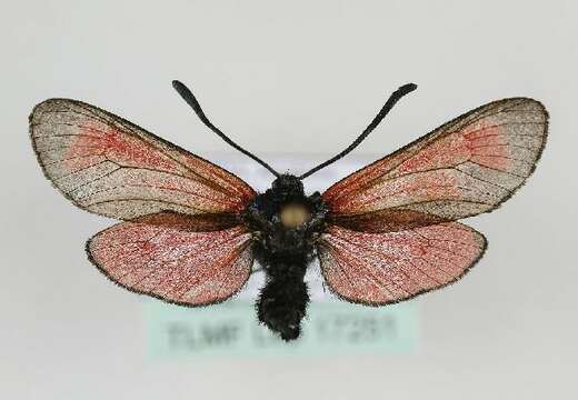 Image of Zygaena purpuralis Brünnich 1763